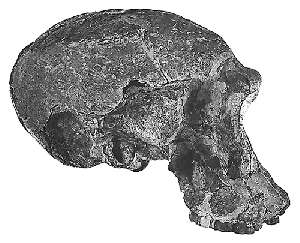 Illustration for article titled Evolution 101: The Missing Link FAQ